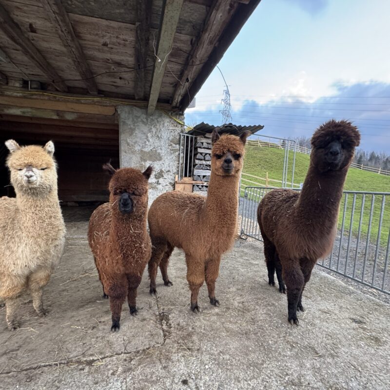 Patenschaft Alpaka